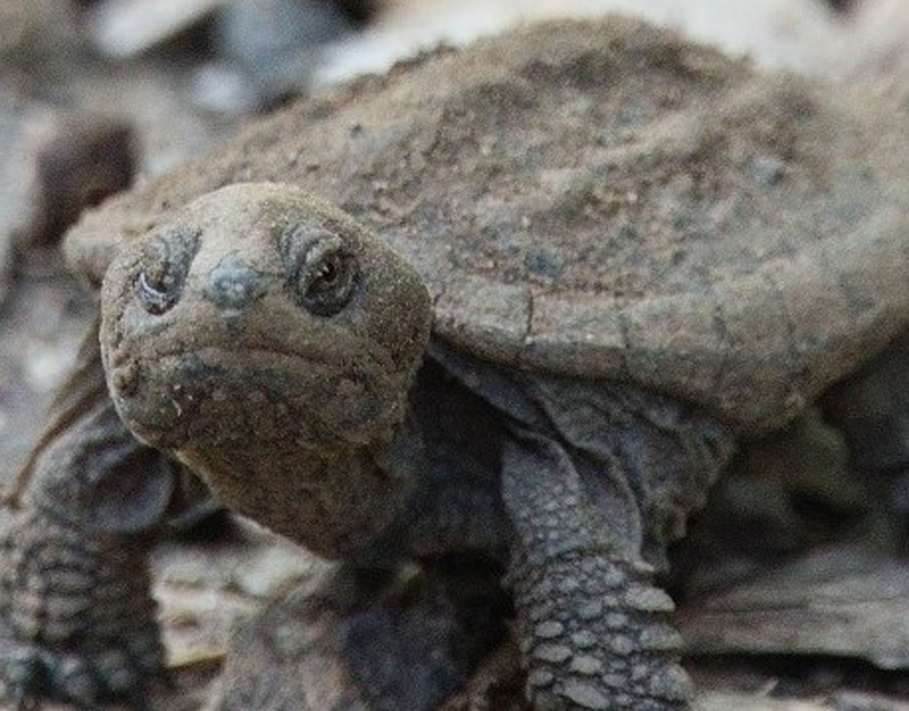 Turtle Doc Film Production Grad to Host Screening of Short Doc on Turtle Poaching